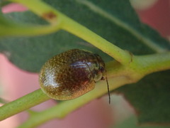 Paropsisterna cloelia