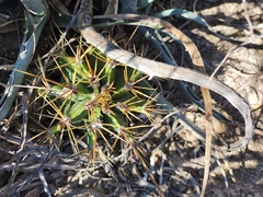 Astrophytum ornatum