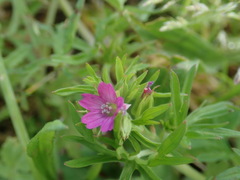 Geranium dissectum