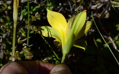 Romulea saldanhensis