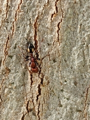 Podomyrma adelaidae