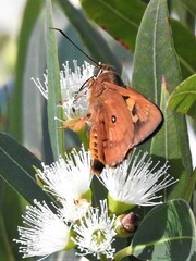 Trapezites symmomus