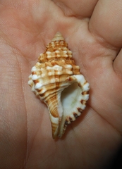 Monoplex corrugatus