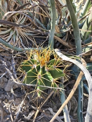 Astrophytum ornatum