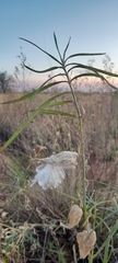 Gomphocarpus