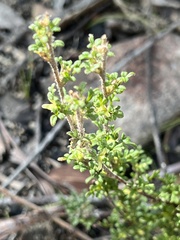 Xanthosia stellata