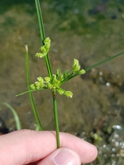 Cyperus surinamensis
