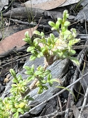 Xanthosia stellata