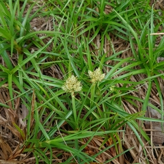 Cyperus pedunculatus