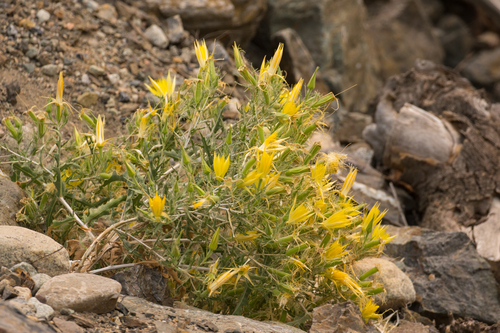 Mentzelia laevicaulis var. parviflora