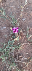 Ipomoea oblongata