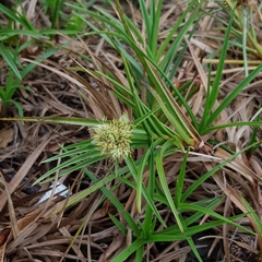 Cyperus pedunculatus