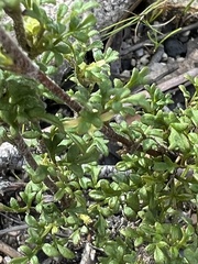 Xanthosia stellata
