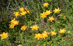 Romulea saldanhensis