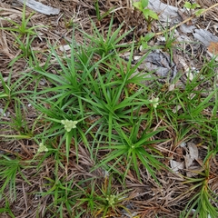 Cyperus pedunculatus