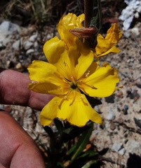 Oenothera stricta
