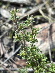 Xanthosia stellata