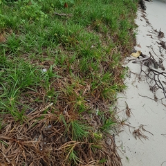 Cyperus pedunculatus