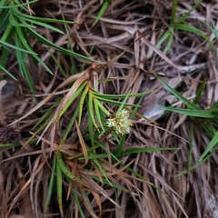 Cyperus pedunculatus