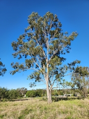 Eucalyptus tereticornis
