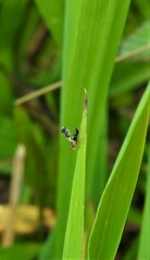 Spathulina acroleuca