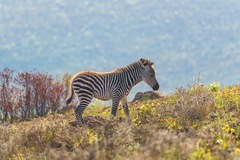 Equus quagga crawshayi