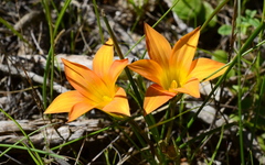 Romulea saldanhensis