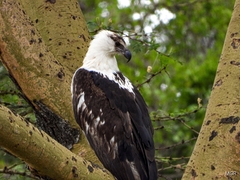 Haliaeetus vocifer