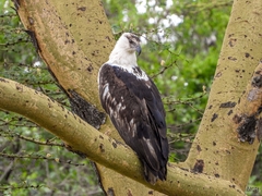 Haliaeetus vocifer