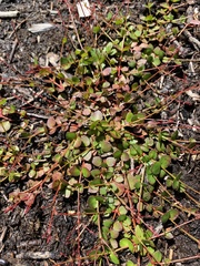 Gonocarpus micranthus