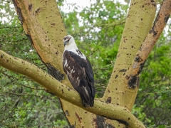 Haliaeetus vocifer