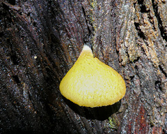 Crepidotus eucalyptorum