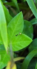 Spathulina acroleuca