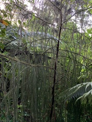 Dacrydium cupressinum