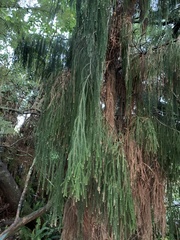 Dacrydium cupressinum