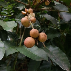 Aphanamixis polystachya