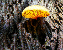 Crepidotus eucalyptorum