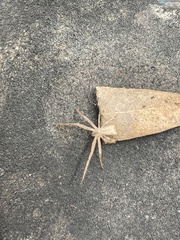 Sidymella trapezia