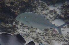 Caranx papuensis