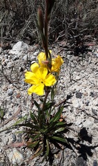 Oenothera stricta