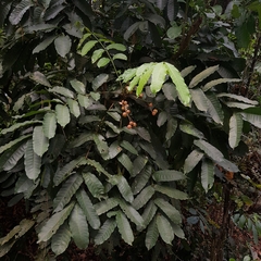 Aphanamixis polystachya