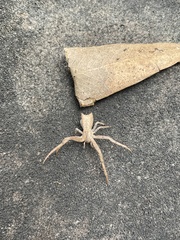 Sidymella trapezia