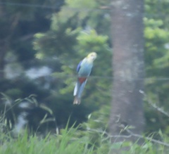 Platycercus adscitus