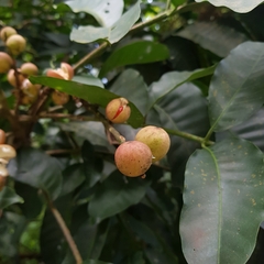 Aphanamixis polystachya