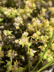 Siloxerus multiflorus