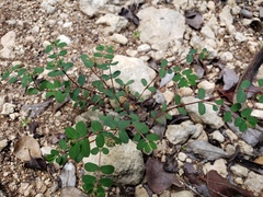 Euphorbia berteroana