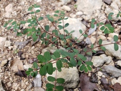 Euphorbia berteroana