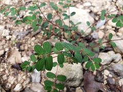 Euphorbia berteroana