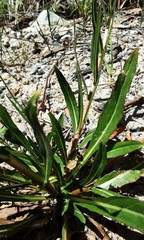 Oenothera stricta