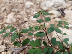Euphorbia berteroana